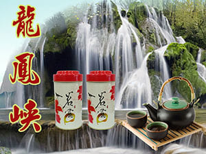 龍鳳峽高山茶